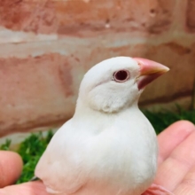 久々入舎です✨✨キリっと赤目が魅力的💖　シルバーイノ文鳥