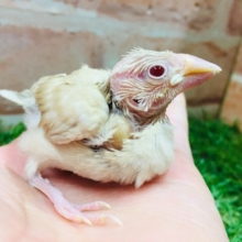 シナモン文鳥さんがやってきましたよ～🎵🎵🎵