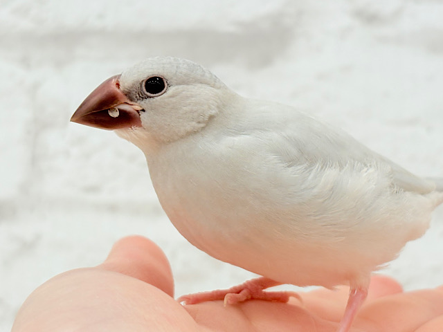 【最新画像更新🪄】食欲に勝るものは無し!!!シルバー文鳥 ヒナ 【最新画像更新🪄】食欲に勝るものは無し!!!シルバー文鳥 ヒナ
