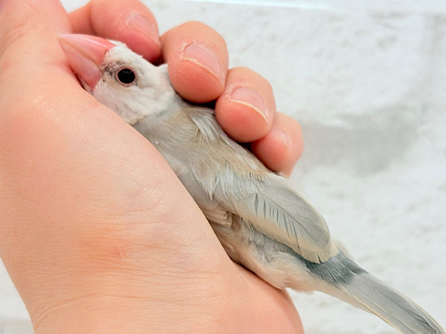 【最新画像更新🪄もうすぐひとり餌☆】ふんわり柔らかクリームラッテ🐣☕️アゲイト文鳥 ヒナ 【最新画像更新🪄もうすぐひとり餌☆】ふんわり柔らかクリームラッテ🐣☕️アゲイト文鳥 ヒナ