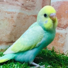 ①レインボーカラーのセキセイちゃんがやってきましたよ～🌈🌈🌈　セキセイインコ（レインボー系）
