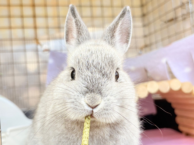 【最新画像更新🪄】ぬいぐるみ的もふふわ感🐰🫧ネザーランドドワーフ(グレー)男の子 【最新画像更新🪄】ぬいぐるみ的もふふわ感🐰🫧ネザーランドドワーフ(グレー)男の子