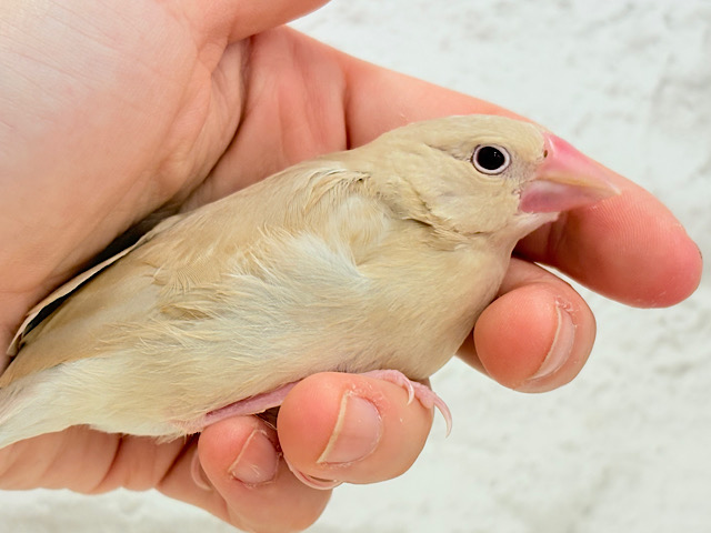 【最新画像更新🪄】ふんわり優しさ溢れる子☕️.*・゚シナモン文鳥 ヒナ 【最新画像更新🪄】ふんわり優しさ溢れる子☕️.*・゚シナモン文鳥 ヒナ