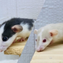 🖤モノトーンとミルクティー🤎最強コンビのファンシーラットやって来た！！