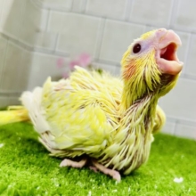 黄身感強めの君もかわいい♪♪　オカメインコ