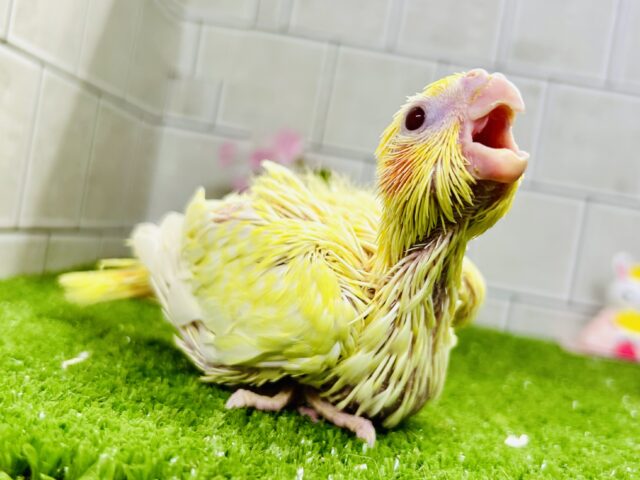黄身感強めの君もかわいい♪♪ オカメインコ 黄身感強めの君もかわいい♪♪ オカメインコ