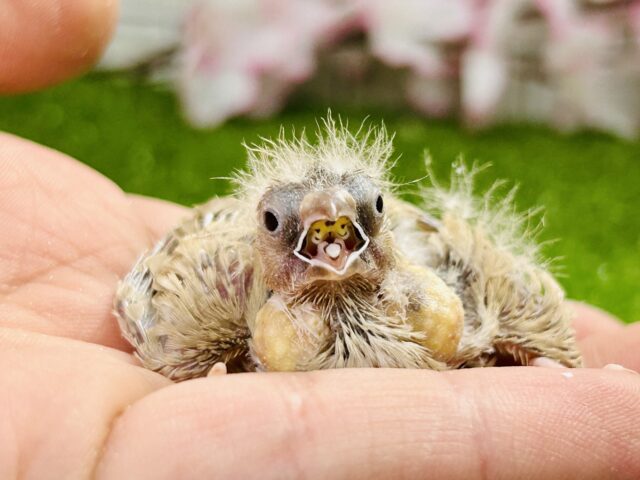 ちっちゃな体実はブラックホール?? キンカチョウ ちっちゃな体実はブラックホール?? キンカチョウ