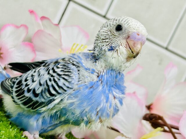 これぞ王道・・・ セキセイインコ これぞ王道・・・ セキセイインコ
