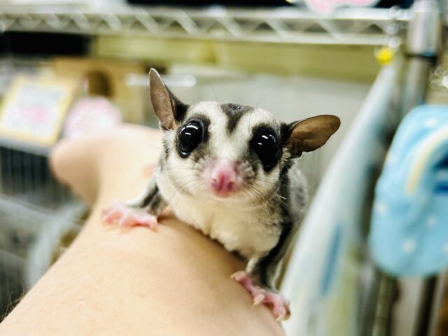 【最新画像更新☆☆】ミルクうまうま🍼 フクロモモンガ 【最新画像更新☆☆】ミルクうまうま🍼 フクロモモンガ