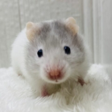 激カワ❤️グレーと白のもふもふさん‼️セーブルハムスター🐹⭐️
