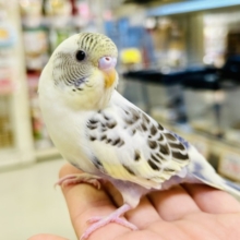 【最新画像更新☆☆】ﾋﾟｮｺﾋﾟｮｺ❕伝説のかくれんぼMASTER🏘️🫣セキセイインコ（４色ハルクインバイオレット/2026年2月中~下旬生まれ)