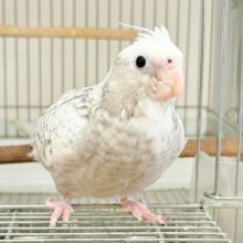 【最新画像更新🪄ひとり餌‪になりました☆】ぱやぱや♡ハゲタカみたい🐣🫧オカメインコ(WFパールパイド) ヒナ