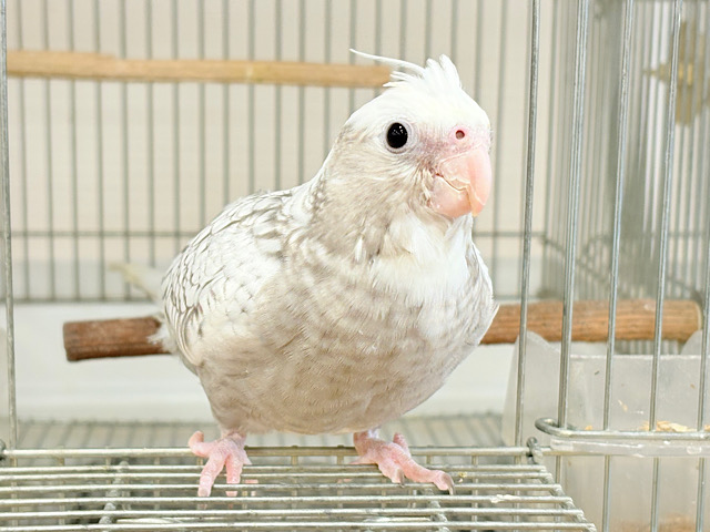 【最新画像更新🪄ひとり餌になりました☆】ぱやぱや♡ハゲタカみたい🐣🫧オカメインコ(WFパールパイド) ヒナ 【最新画像更新🪄ひとり餌になりました☆】ぱやぱや♡ハゲタカみたい🐣🫧オカメインコ(WFパールパイド) ヒナ