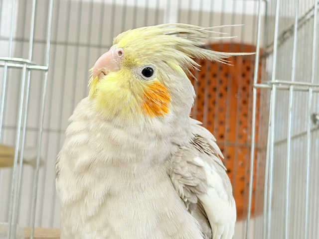 【動画更新🪄】甘々🐣💖癒し系シナモンちゃん🫧オカメインコ(シナモン)