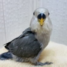 最新画像有ります⭐️🩶渋めコザさんお探しの方には刺さるはず‼️コザクラインコのモーブカラー🌱