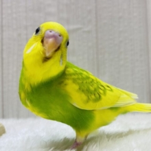 最新画像有ります❗️🌙まるで月と太陽☀️わちゃわちゃ賑やか✨セキセイインコ‼️