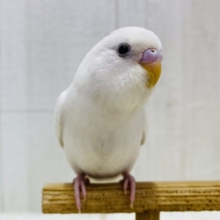 最新画像有り⭐️純白🤍キラキラおめめのトリコになっちゃう🤩セキセイインコのダブルファクター🌟