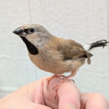 激カワ💕シュバシキンセイチョウのヒナさんが来ました〜