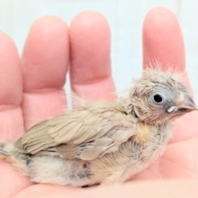 甘々ミルクティーちゃん💖キンカ鳥ヒナさんフォーン