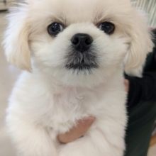 最新画像更新！！ゴマフアザラシの赤ちゃん？　ハーフ犬（チワワ×ペキニーズ）の男のコ　2026/3/12撮影