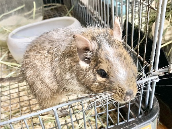 最新画像!デグー(パイド) カキカキ大好き♪BIGボディな男の子! 最新画像!デグー(パイド) カキカキ大好き♪BIGボディな男の子!