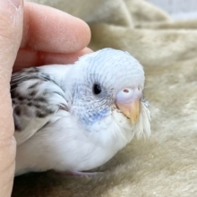 最新画像！春、ハル、はる♨～～セキセイインコ　ハルクイン～～