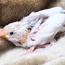 ブブんがぁ～～　文っ♨　白文鳥～～