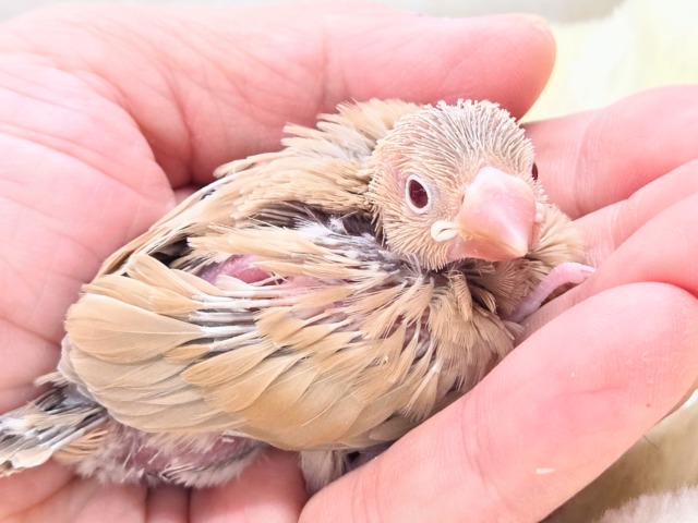 みえる♨ヌシさんがデレる姿が♩ シナモン文鳥~~ みえる♨ヌシさんがデレる姿が♩ シナモン文鳥~~