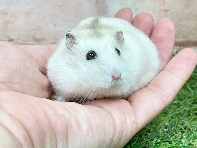 もっちりモチモチ☆ イエロープディングハムスター♬ もっちりモチモチ☆ イエロープディングハムスター♬