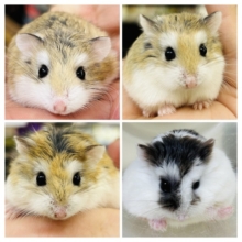 【最新画像更新☆☆】僕たち！私たちロボロ軍団です！！　ロボロフスキーハムスター