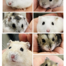 わんぱくな小さな巨人(●´ω｀●)　ドワーフハムスター