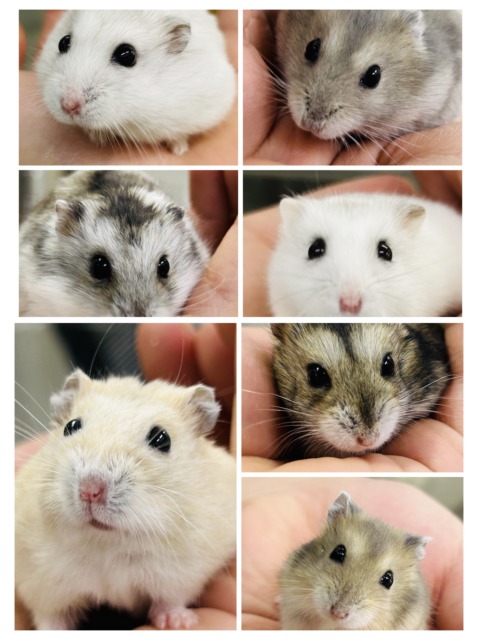 わんぱくな小さな巨人(●´ω`●) ドワーフハムスター わんぱくな小さな巨人(●´ω`●) ドワーフハムスター
