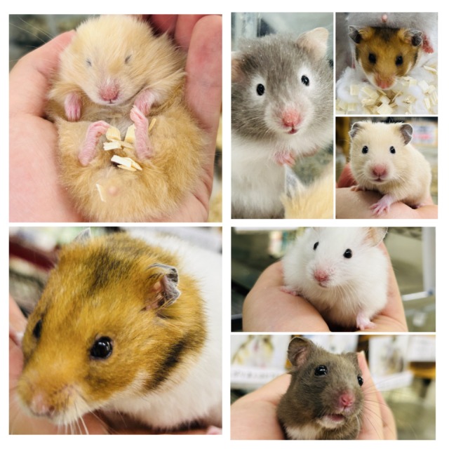 むっちムチ! ゴールデンハムスターズ🐹 むっちムチ! ゴールデンハムスターズ🐹