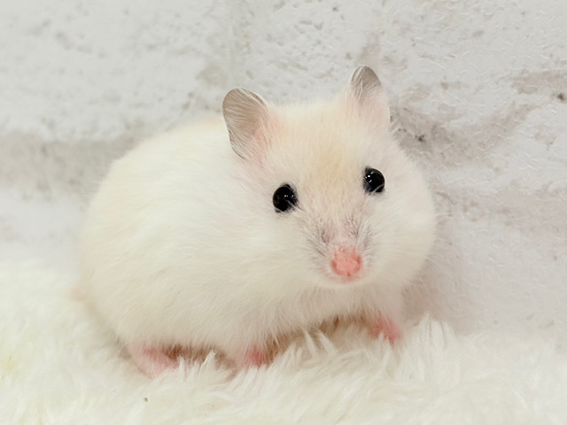 テチテチ🐾ミルクたっぷり淡カラー🐹🧁パールホワイトハムスター(女の子) テチテチ🐾ミルクたっぷり淡カラー🐹🧁パールホワイトハムスター(女の子)