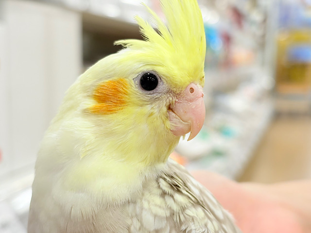 くりくりおめめのプリティーフェイス🐣🫧オカメインコ(シナモンパールパイド) ヒナ くりくりおめめのプリティーフェイス🐣🫧オカメインコ(シナモンパールパイド) ヒナ