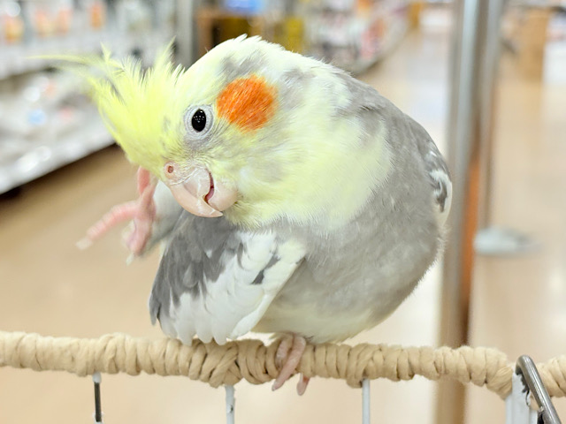 僕の口笛、聴いてください🐥♬*°オカメインコ(パイド) 僕の口笛、聴いてください🐥♬*°オカメインコ(パイド)