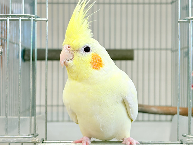 マイペースに行こう~♩♩オカメインコ(ルチノー) マイペースに行こう~♩♩オカメインコ(ルチノー)