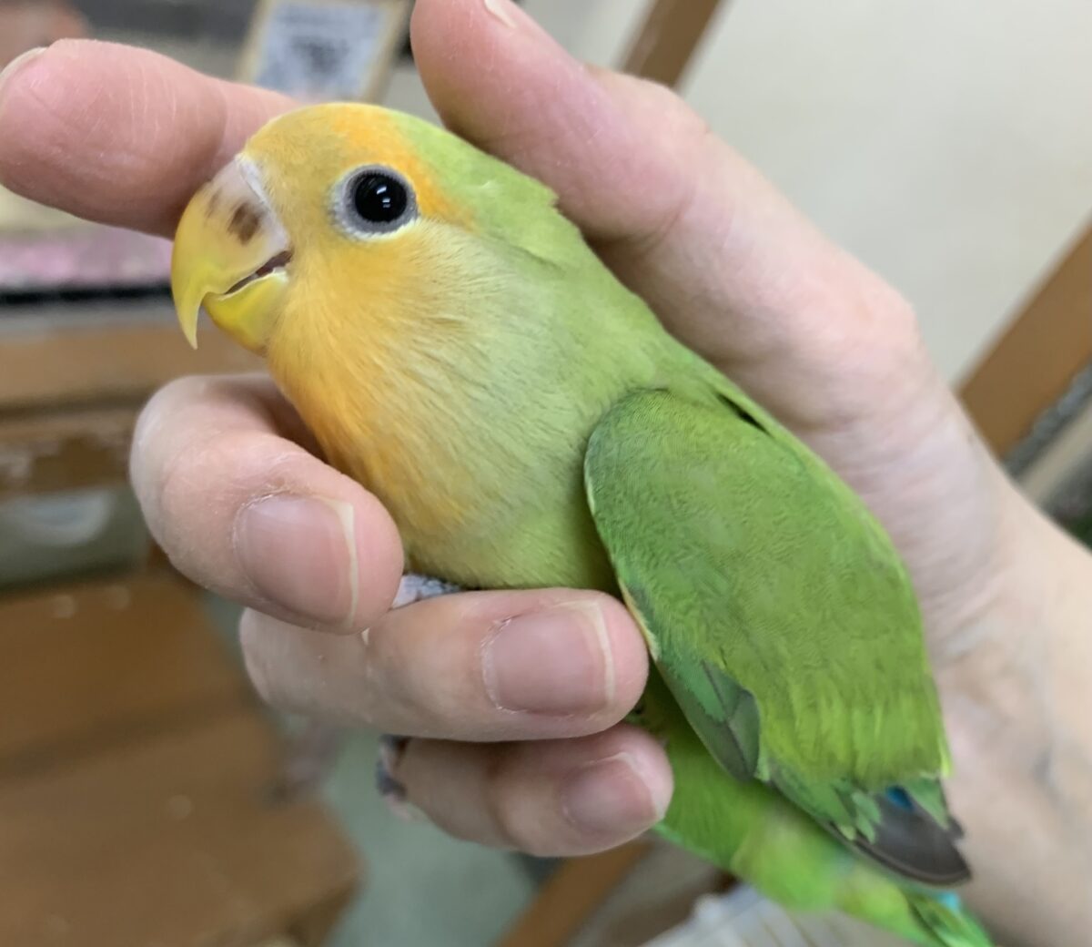 5月12日(火)最新画像🆙‼︎お顔にキラキラオレンジ🍊✨ コザクラインコ(オレンジフェイス) 5月12日(火)最新画像🆙‼︎お顔にキラキラオレンジ🍊✨ コザクラインコ(オレンジフェイス)