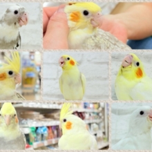 【-`📣⋆延長決定★】🐥千葉店🌾オカメインコフェスティバル🧚‍♀️🎡🪇