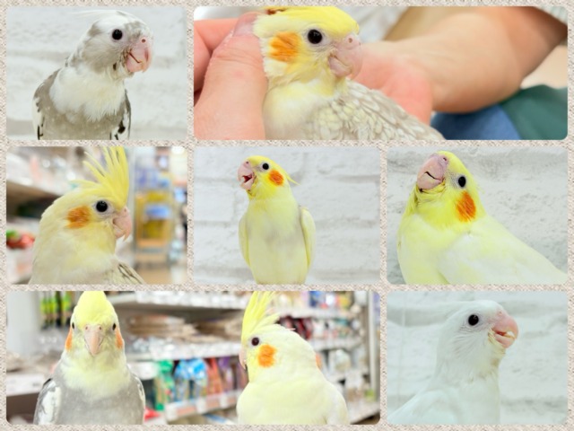 【-`📣⋆延長決定★】🐥千葉店🌾オカメインコフェスティバル🧚‍♀️🎡🪇