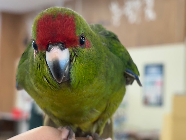 【最新画像更新🪄】毎日の成長が楽しみ♬*°キガシラアオハシインコ(ノーマル) ヒナ 【最新画像更新🪄】毎日の成長が楽しみ♬*°キガシラアオハシインコ(ノーマル) ヒナ