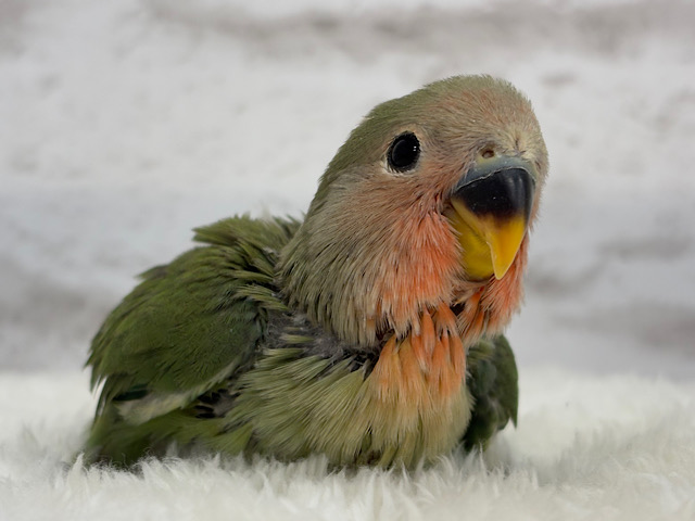 【最新画像更新🪄】ポっと色づく紅いお顔🐣🧡コザクラインコ(ノーマル) ヒナ 【最新画像更新🪄】ポっと色づく紅いお顔🐣🧡コザクラインコ(ノーマル) ヒナ