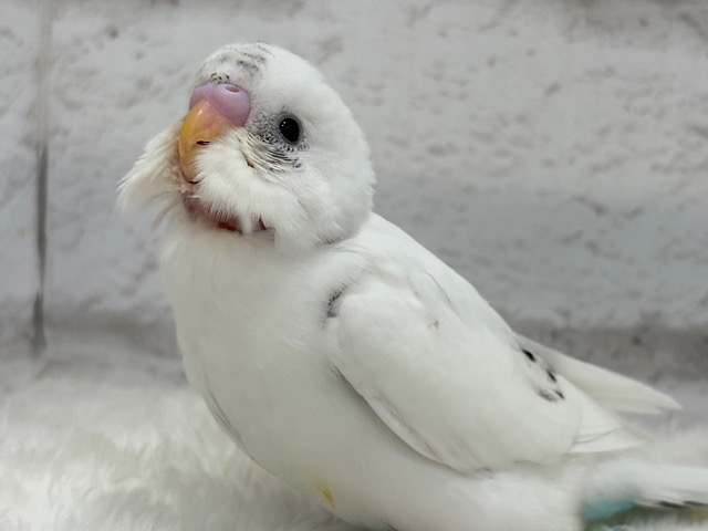 【最新画像更新🪄】春ピクニックに連れてって🐣🌸セキセイインコ(白ハルクイン) ヒナ 【最新画像更新🪄】春ピクニックに連れてって🐣🌸セキセイインコ(白ハルクイン) ヒナ