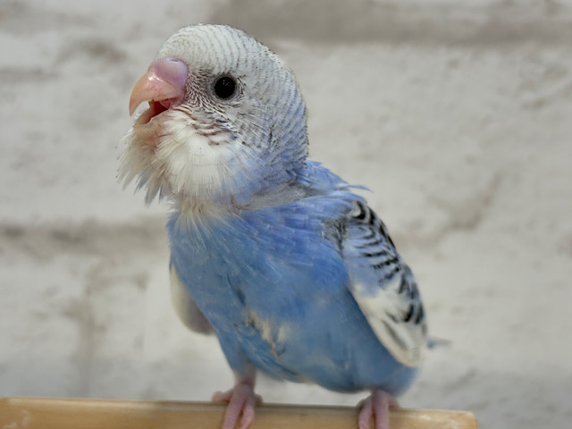 【最新画像更新🪄】わくわく✨大人になるのが楽しみだぁ𖤐 ̖́-セキセイインコ(パイド) ヒナ 【最新画像更新🪄】わくわく✨大人になるのが楽しみだぁ𖤐 ̖́-セキセイインコ(パイド) ヒナ