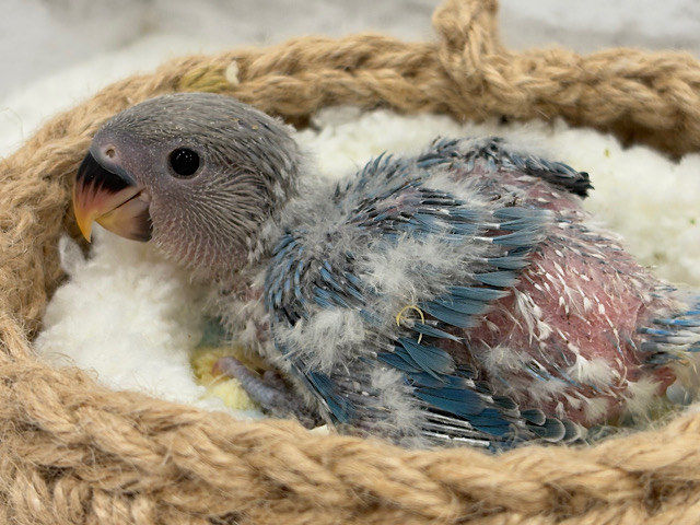 オーシャンブルーの波に乗って🐣🫧コザクラインコ(ターコイズブルーオパーリン) ヒナ オーシャンブルーの波に乗って🐣🫧コザクラインコ(ターコイズブルーオパーリン) ヒナ