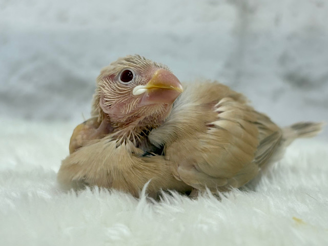 【最新画像更新🪄】ふわふわふんわりミルクティー🐣☕️シナモン文鳥 ヒナ 【最新画像更新🪄】ふわふわふんわりミルクティー🐣☕️シナモン文鳥 ヒナ