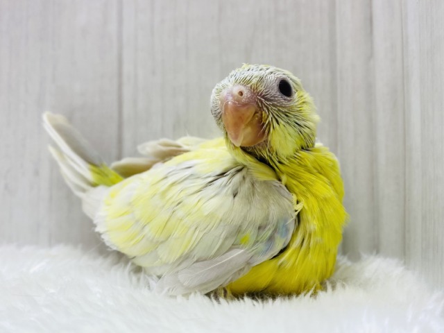 🎶美しい音色を聴かせてくれるかなぁ〜❓隠れカラフル🩵美声インコ！！