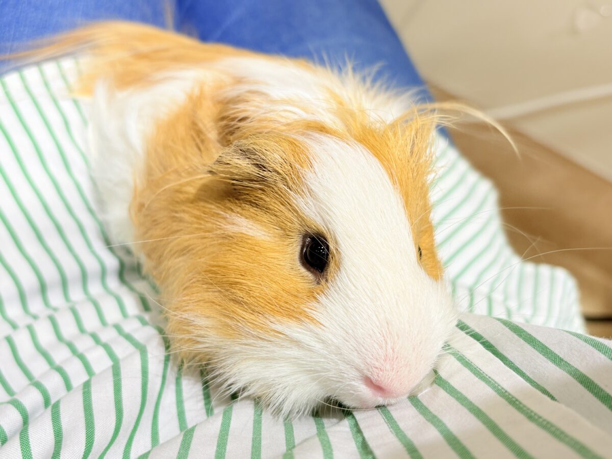 シェルティモルモット