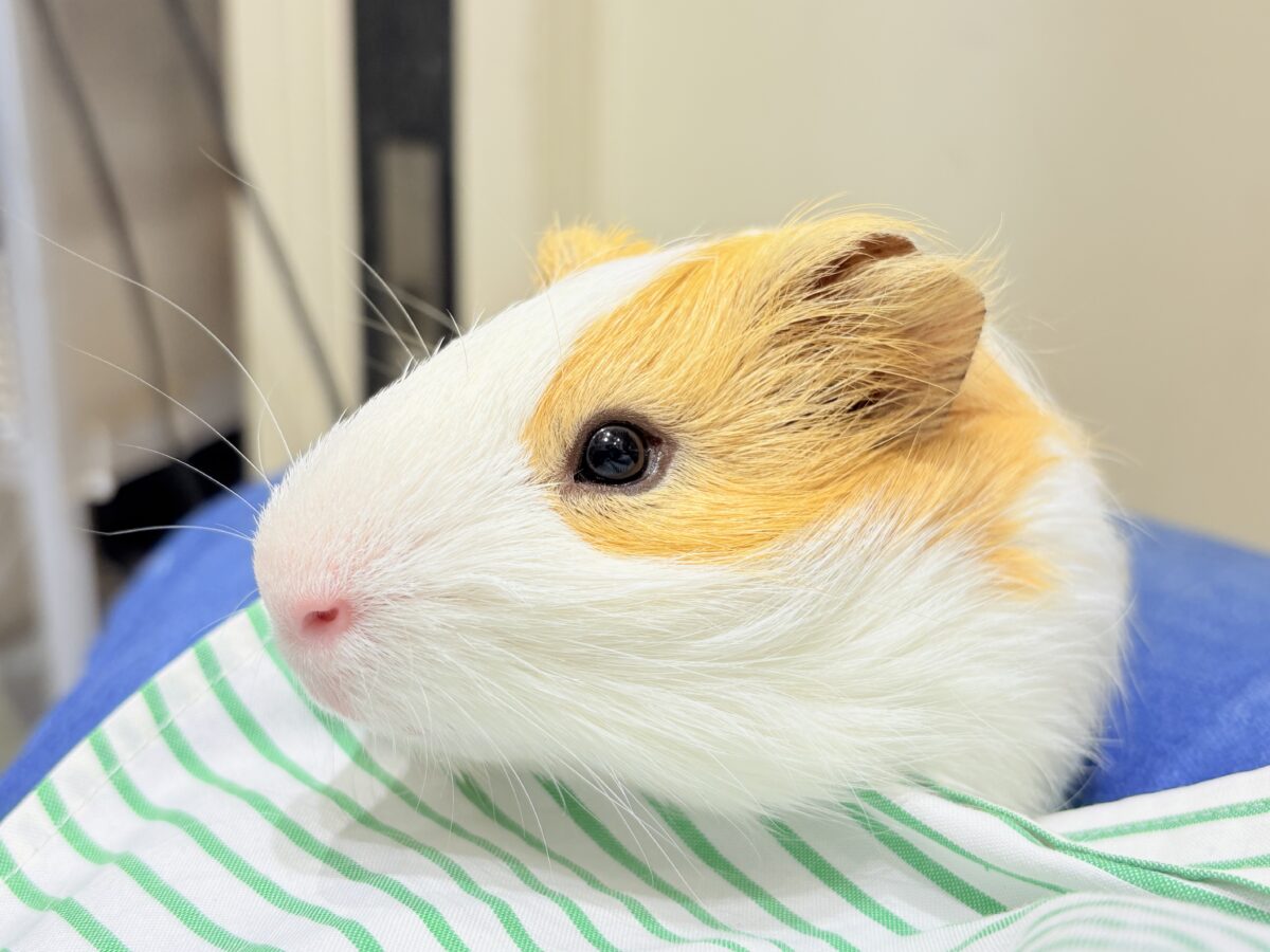 シェルティモルモット