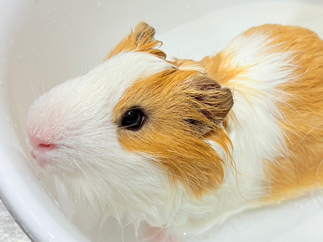 【最新画像更新🪄】僕の可愛さにみんなイチコロ🐹🌿💘シェルティモルモット 男の子